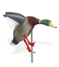 Colvert Ailes Tournantes à La Pose