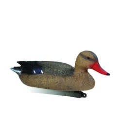 Colvert Femelle Moussée