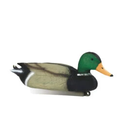 Colvert Mâle Moussé