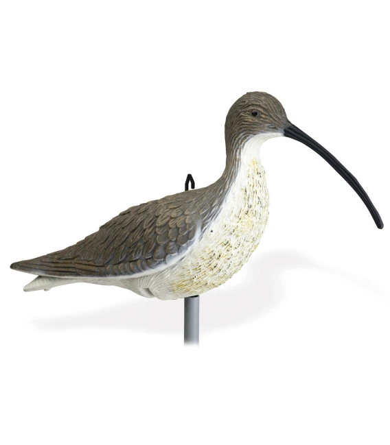 Courlis Cendré 3 Courlis Cendré