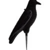 Grand Corbeau Floqué Sur Pique 2 Grand Corbeau Floqué Sur Pique -Chasse Équipement Magasin grand corbeau floque sur pique