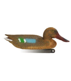 Souchet Femelle Moussé